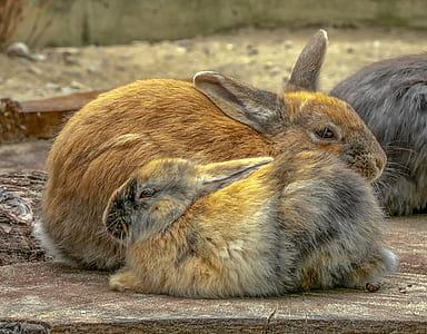 brown rabbits on floor thumbnail
