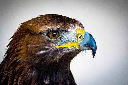 brown and yellow hawk thumbnail
