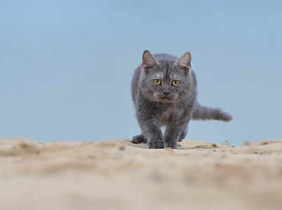 short-haired gray cat on field thumbnail