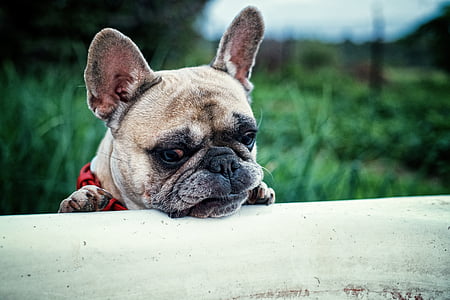 selective focus photography of adult fawn French bulldog thumbnail