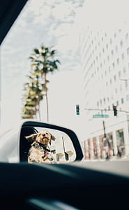 wing mirror with Yorkshire terrier reflection thumbnail