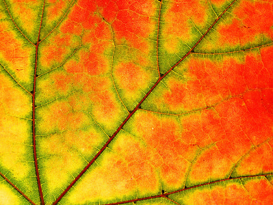 green and orange leaf thumbnail