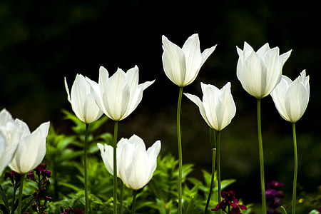 closed-up white petal flower thumbnail