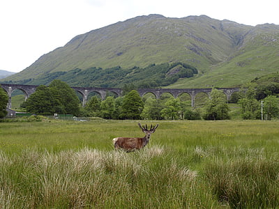 brown deer on grass field during daytime thumbnail