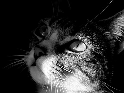selective focus photography of tabby cat thumbnail