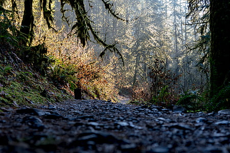 pathway between trees in forest thumbnail