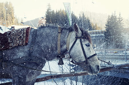 cold, snow, winter, animal thumbnail