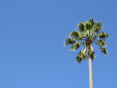 coconut tree thumbnail