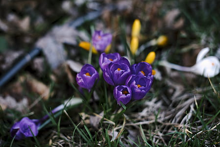shallow focus of purple flowers thumbnail