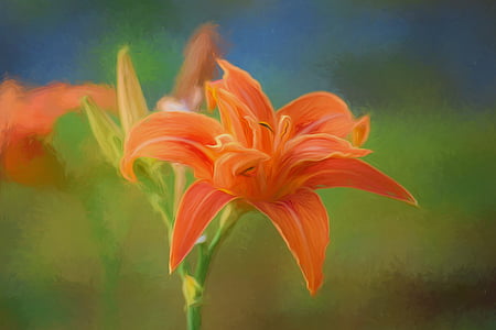 selective focus photo of orange lily flower thumbnail