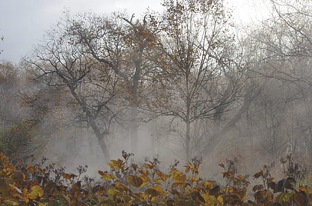 green leaf trees surrounded by fogs thumbnail