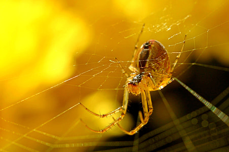tilt-shift photo of spider on web thumbnail