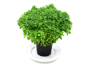 green plant on black plant pot thumbnail
