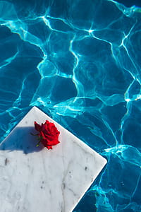 Fresh garden rose on the blue water of a swimming pool on a warm summer day thumbnail