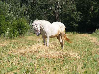 white horse near tree thumbnail