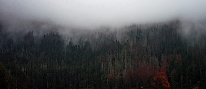 gray and white forest with fog painting thumbnail