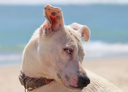 closeup photography of short-coated white dog thumbnail