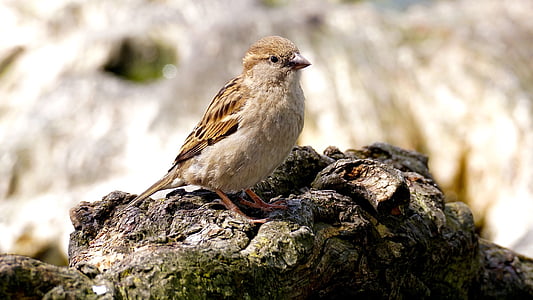 brown bird thumbnail