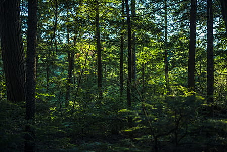 Thick Lush Green Forest Photo thumbnail