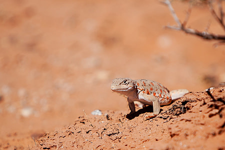 Long Nosed Leopard Lizard, Reptile thumbnail
