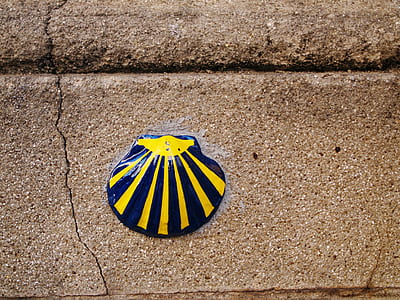 blue and yellow seashell on gray concrete surface thumbnail