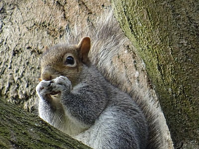 wood, nature, eating, animal thumbnail