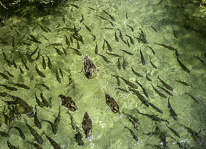 Fish and ducks in the water at Plitvice Lakes National Park, Croatia thumbnail