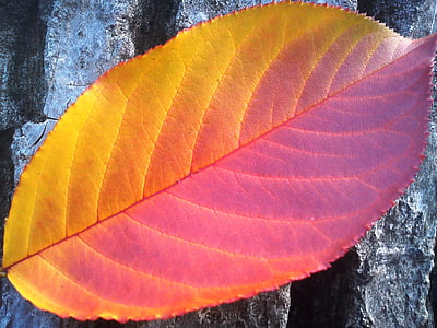 closeup photo of red ovate leaf thumbnail