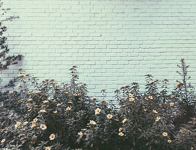 flowers beside white brick wall thumbnail