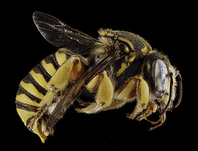 yellow and black bee in close-up photography thumbnail