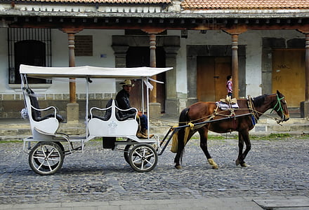 brown horse with white carriage thumbnail