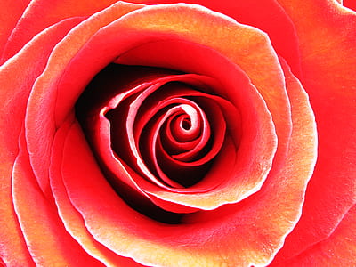 Red Rose in Macro Photography thumbnail