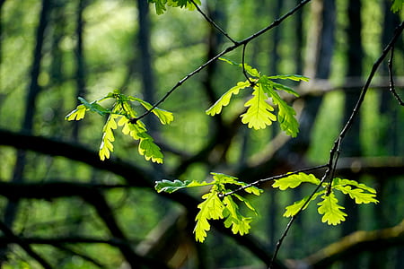 selective focus photography of tree leaves thumbnail