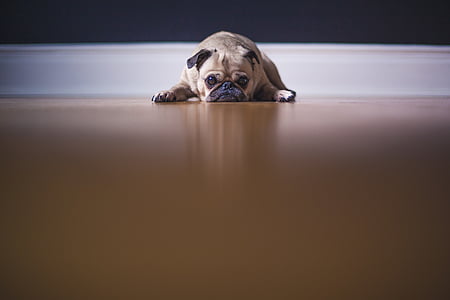 adult fawn pug laying on brown wooden surface thumbnail