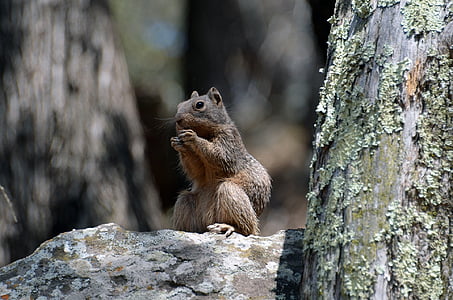 selective photography of brown squirrel on brown rock thumbnail