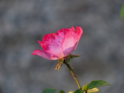 selective focus photography of red petaled flowe thumbnail