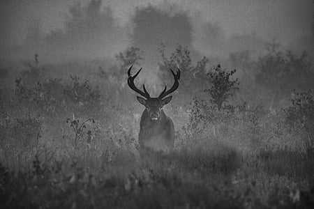 deer standing on grass grayscale photography thumbnail