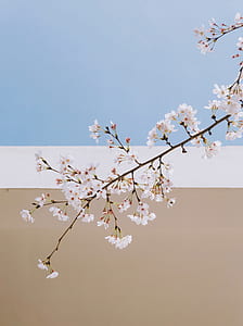 white leaf tree at daytime thumbnail