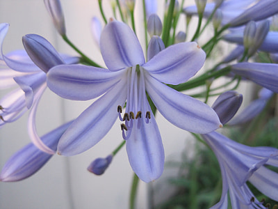 purple flower thumbnail