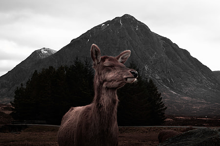 brown deer standing near mountain during daytime thumbnail