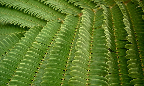 close-up photo of fern plant thumbnail