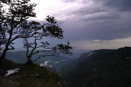 silhouette of trees on cliff thumbnail