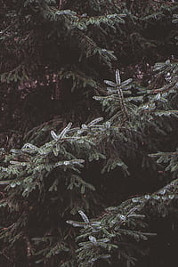 photography of green leafed tree thumbnail