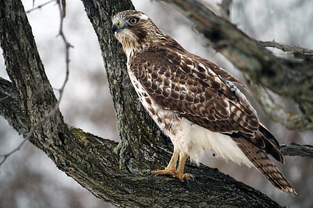 brown and white eagle on tree thumbnail