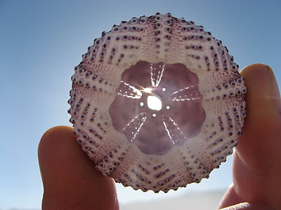 person holding round white shell thumbnail