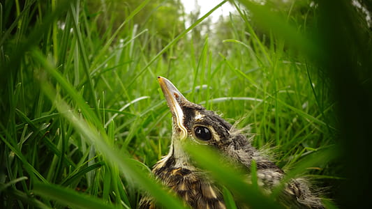 selective focus photo of brown fledgling bird thumbnail