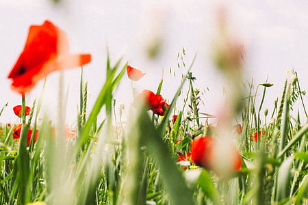 flowers, meadow, flora, floral thumbnail