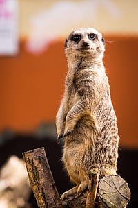 Brown Animal thumbnail