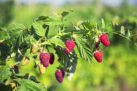 strawberries thumbnail