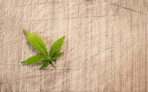 green cannabis leaf thumbnail